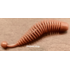Слаг "Fishclone Ribbed slug" СЫР 68мм (коричневый) (6шт в упак.)
